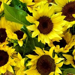 Meet your Posher, Di